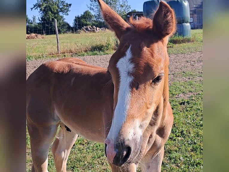 American Quarter Horse Hengst  152 cm Fuchs in Weste