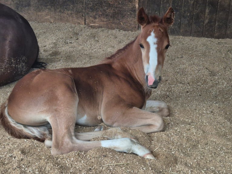 American Quarter Horse Hengst  152 cm Fuchs in Weste