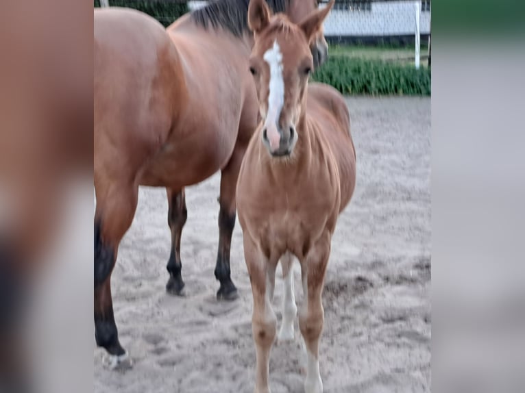 American Quarter Horse Hengst Fohlen (05/2025) 152 cm Fuchs in Weste