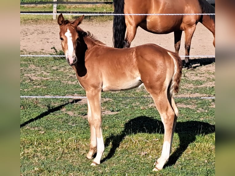 American Quarter Horse Hengst  152 cm Fuchs in Weste