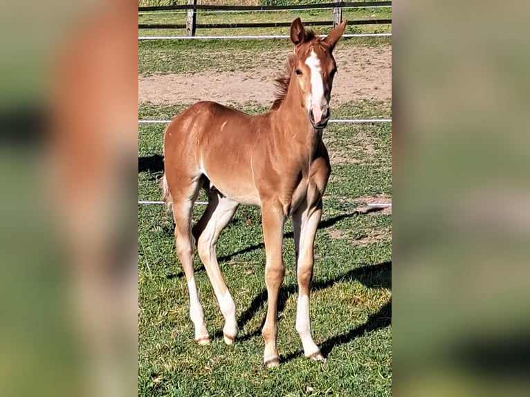 American Quarter Horse Hengst  152 cm Fuchs in Weste