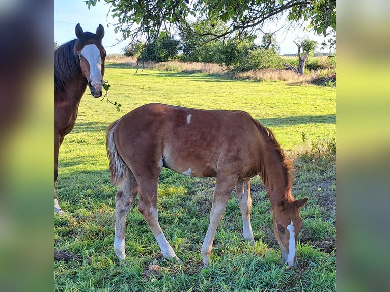 American Quarter Horse Hengst Fohlen (05/2025) 152 cm Fuchs in Weste