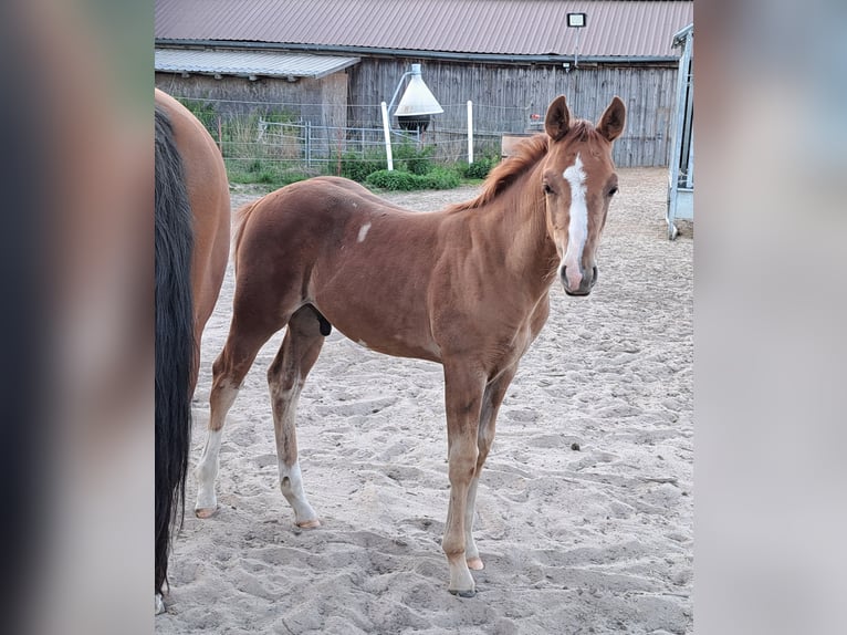 American Quarter Horse Hengst Fohlen (05/2025) 152 cm Fuchs in Weste