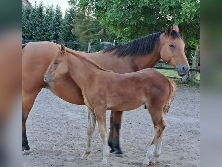 American Quarter Horse Hengst Fohlen (05/2025) 152 cm Fuchs in Weste
