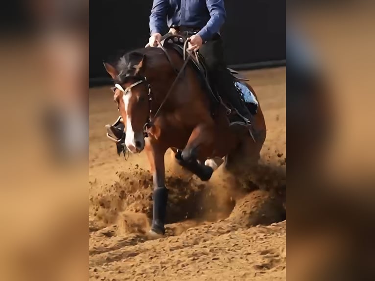American Quarter Horse Hengst  152 cm Fuchs in Weste