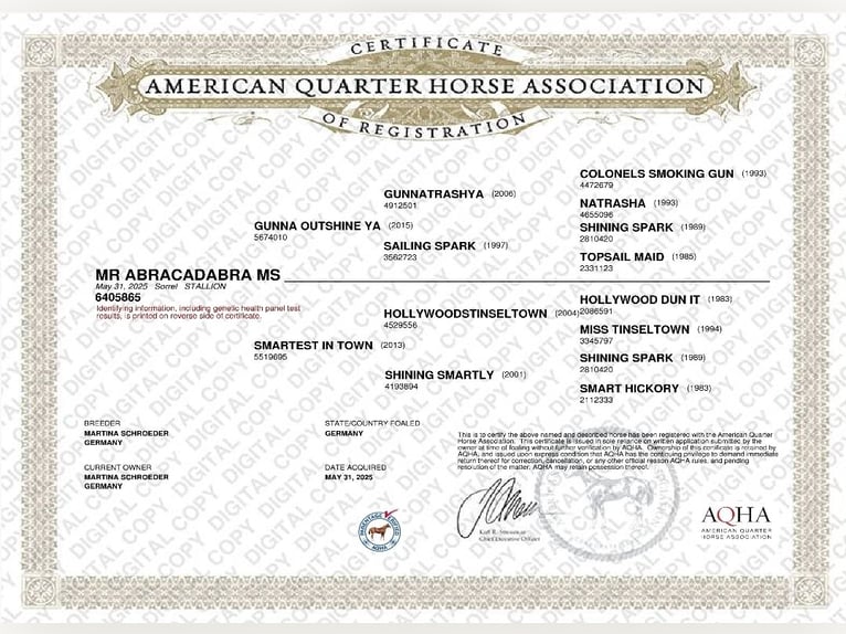 American Quarter Horse Hengst  152 cm Fuchs in Weste