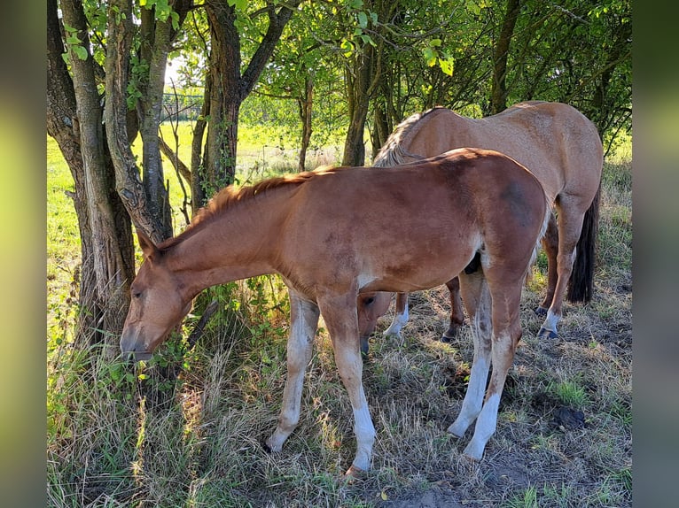 American Quarter Horse Hengst Fohlen (05/2025) 152 cm Fuchs in Weste