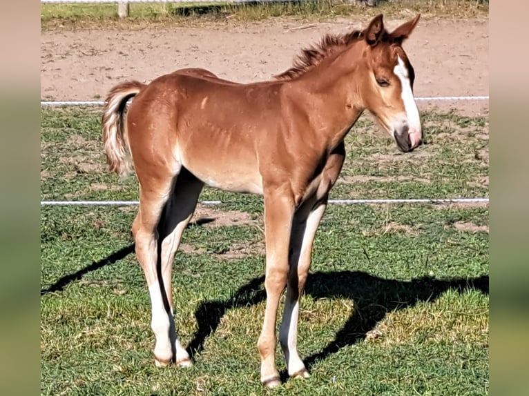 American Quarter Horse Hengst  152 cm Fuchs in Weste