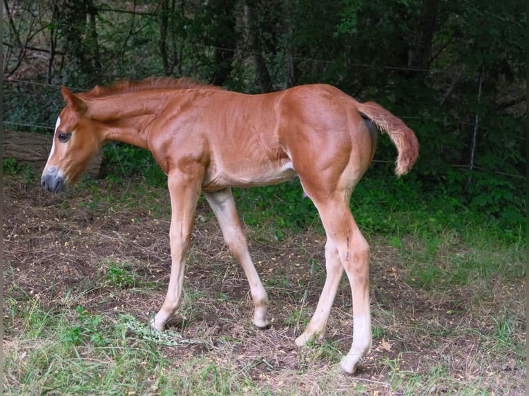American Quarter Horse Hengst  152 cm Fuchs in Ternitz