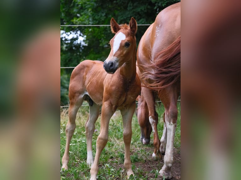 American Quarter Horse Hengst  152 cm Fuchs in Ternitz