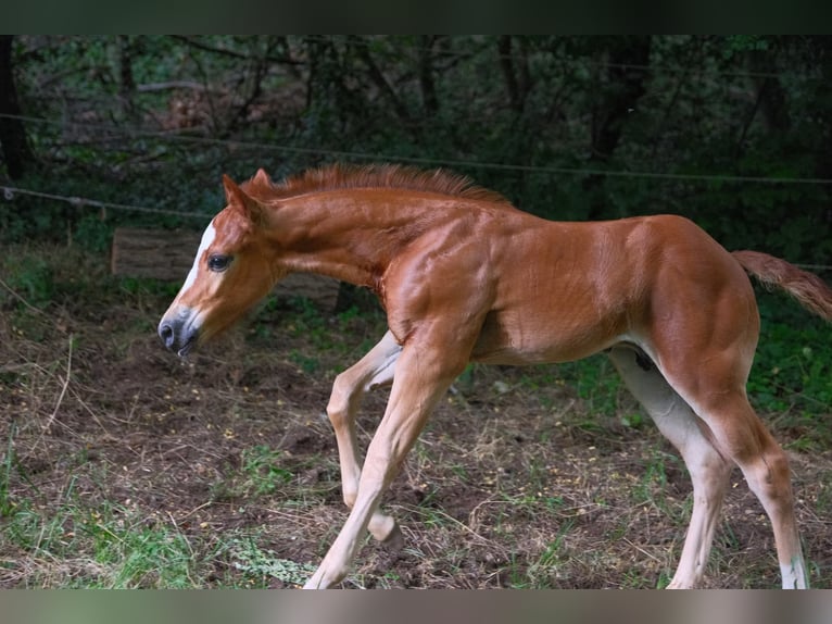 American Quarter Horse Hengst  152 cm Fuchs in Ternitz