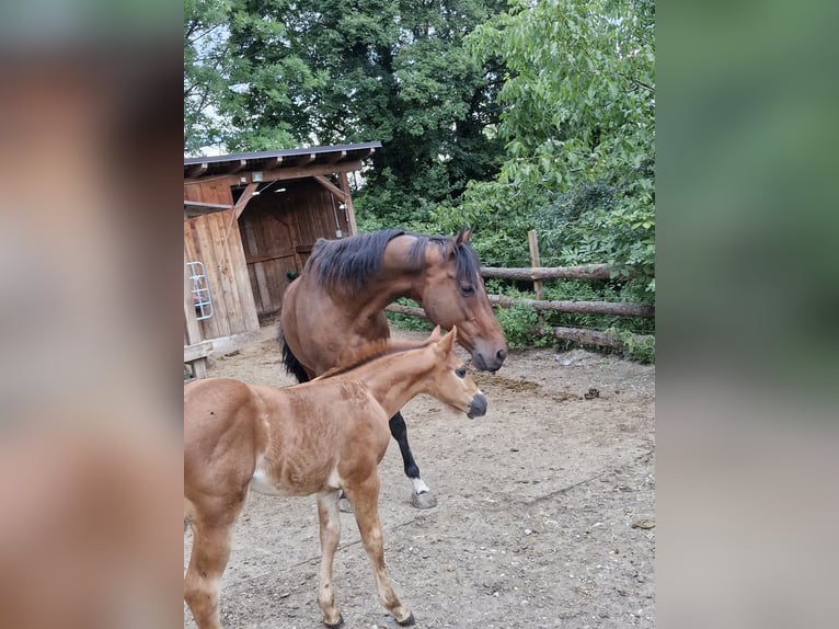 American Quarter Horse Hengst  152 cm Fuchs in Ternitz