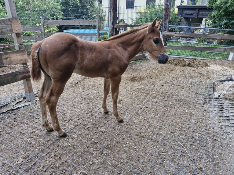 American Quarter Horse Hengst  152 cm Fuchs in Ternitz