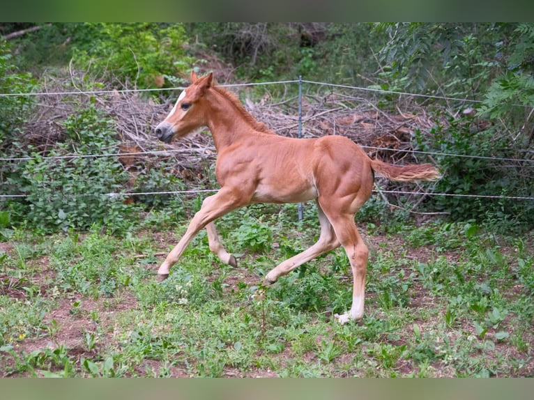 American Quarter Horse Hengst  152 cm Fuchs in Ternitz
