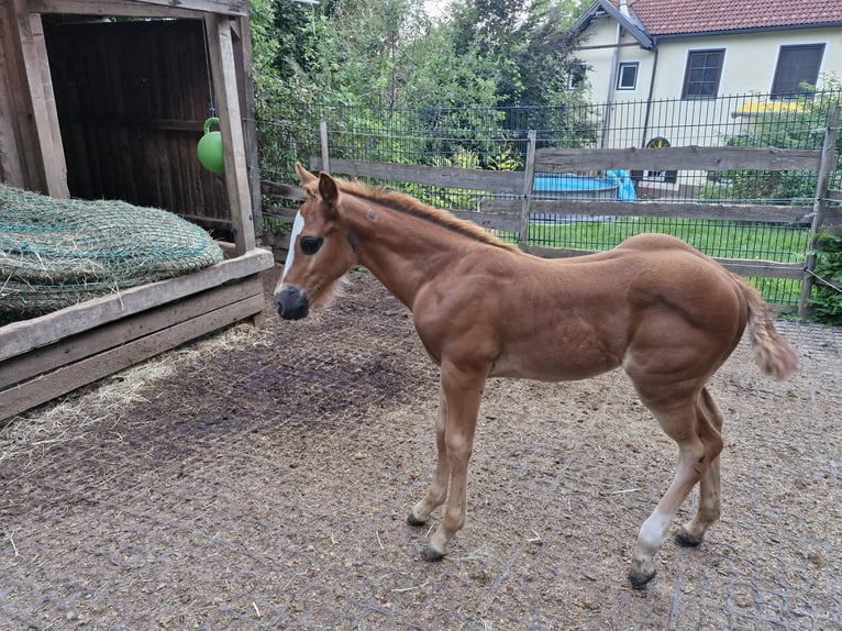 American Quarter Horse Hengst  152 cm Fuchs in Ternitz