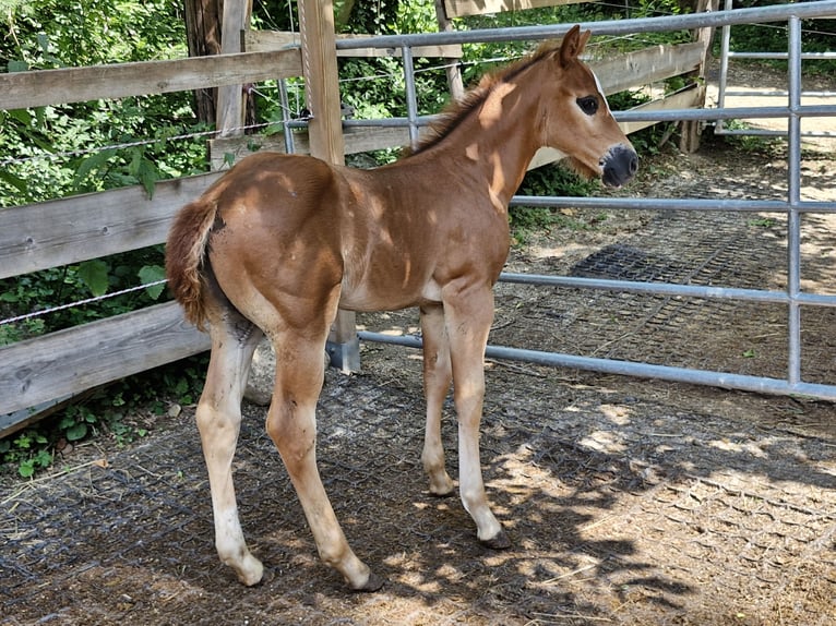 American Quarter Horse Hengst  152 cm Fuchs in Ternitz