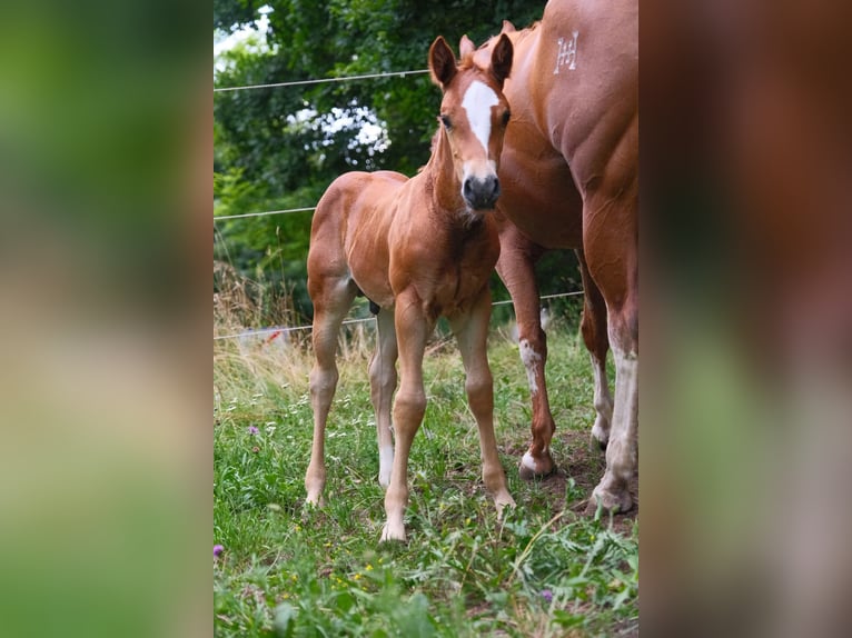 American Quarter Horse Hengst  152 cm Fuchs in Ternitz