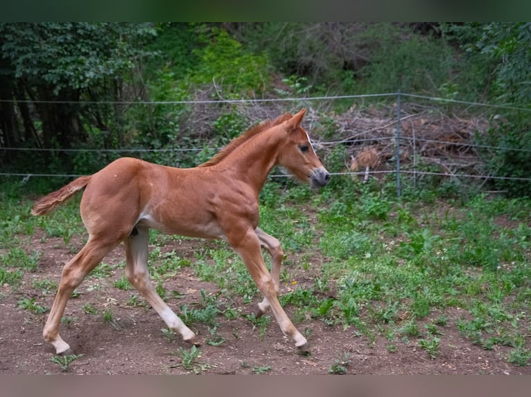 American Quarter Horse Hengst  152 cm Fuchs in Ternitz