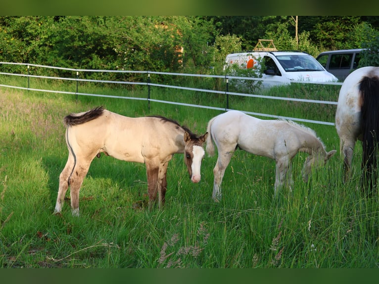 American Quarter Horse Hengst Fohlen (04/2025) 152 cm Grullo in Alt Duvenstedt