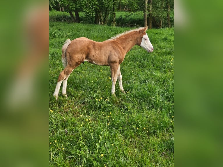 American Quarter Horse Hengst  152 cm Overo-alle-Farben in Klingenberg am Main