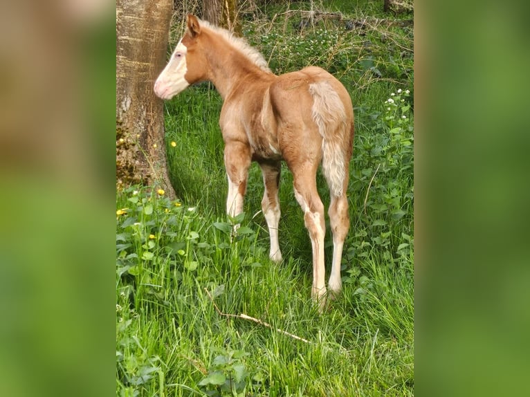 American Quarter Horse Hengst  152 cm Overo-alle-Farben in Klingenberg am Main