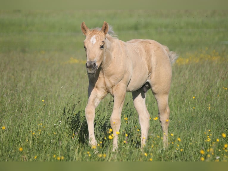 American Quarter Horse Hengst Fohlen (04/2026) 152 cm Palomino in Haigerloch