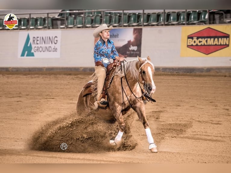 American Quarter Horse Hengst Fohlen (04/2026) 152 cm Palomino in Haigerloch