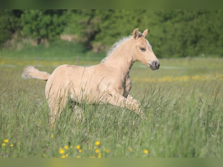 American Quarter Horse Hengst Fohlen (04/2026) 152 cm Palomino in Haigerloch