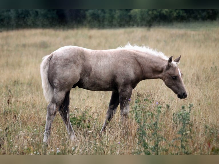 American Quarter Horse Hengst Fohlen (04/2026) 152 cm Palomino in Haigerloch