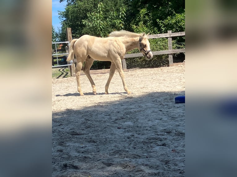 American Quarter Horse Hengst Fohlen (05/2026) 152 cm Palomino in Moorweg