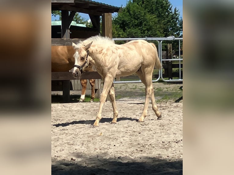American Quarter Horse Hengst Fohlen (05/2026) 152 cm Palomino in Moorweg