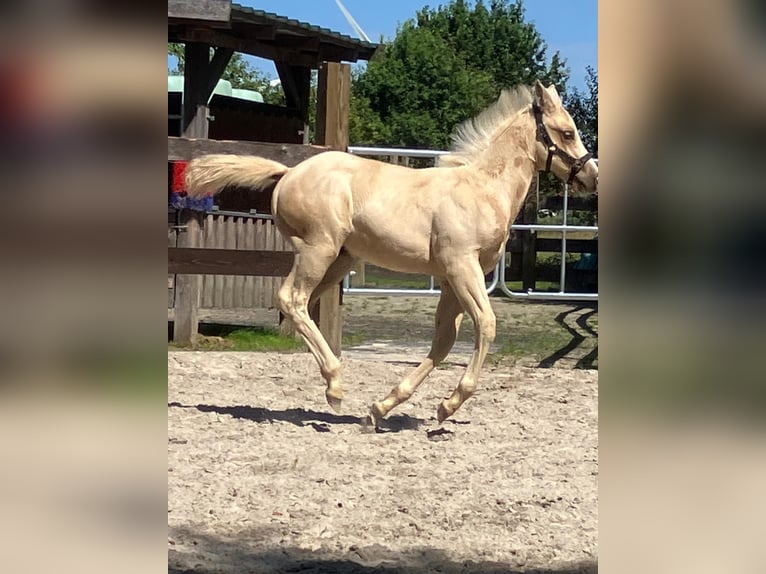 American Quarter Horse Hengst Fohlen (05/2026) 152 cm Palomino in Moorweg