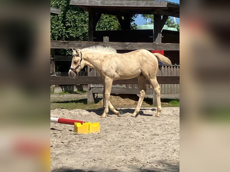 American Quarter Horse Hengst Fohlen (05/2026) 152 cm Palomino in Moorweg
