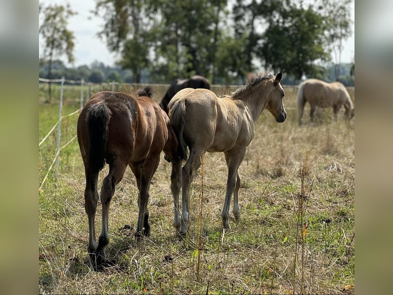 American Quarter Horse Hengst Fohlen (05/2024) 152 cm Palomino in Königswartha