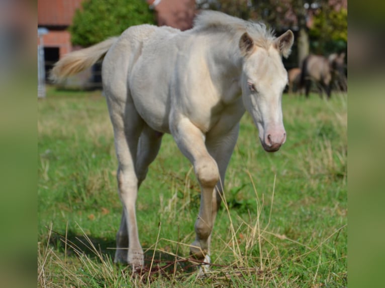 American Quarter Horse Hengst Fohlen (07/2025) 152 cm Perlino in Nordhorn