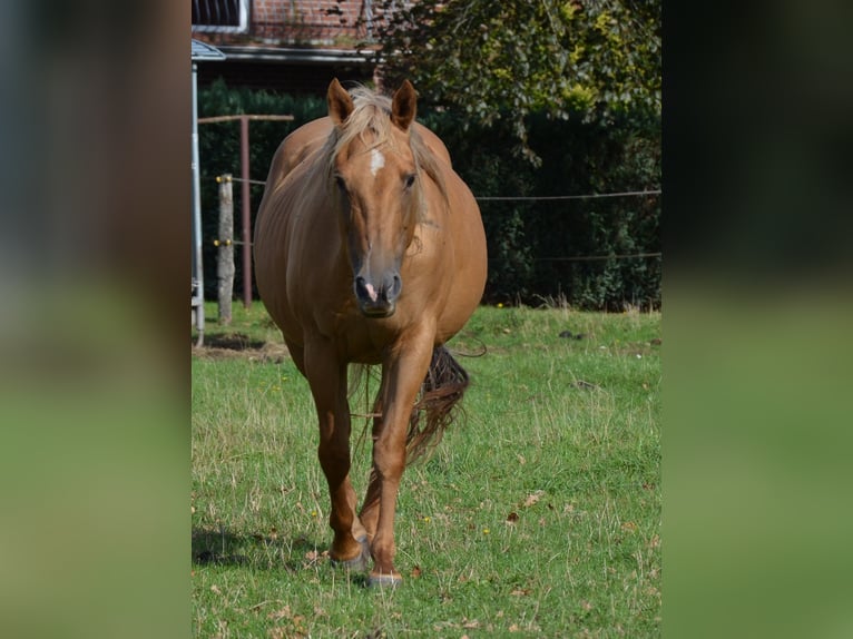 American Quarter Horse Hengst Fohlen (07/2025) 152 cm Perlino in Nordhorn