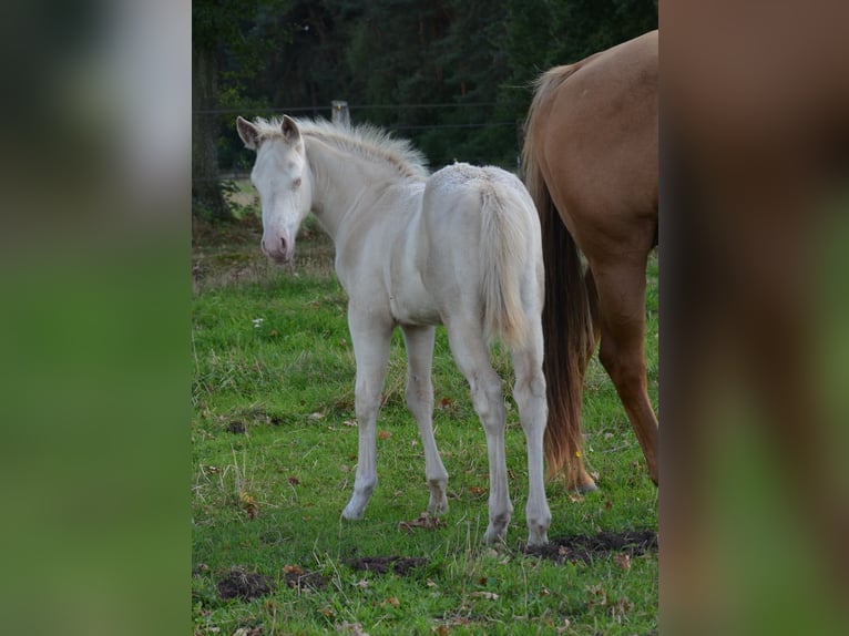 American Quarter Horse Hengst Fohlen (07/2025) 152 cm Perlino in Nordhorn