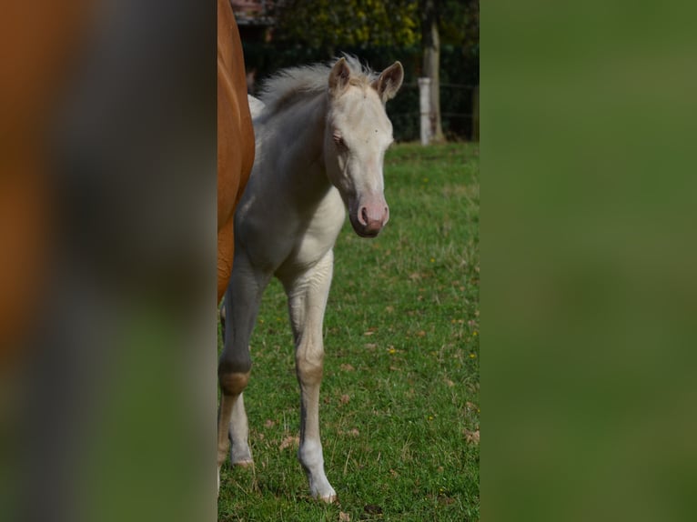 American Quarter Horse Hengst Fohlen (07/2025) 152 cm Perlino in Nordhorn