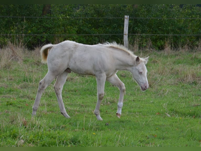 American Quarter Horse Hengst Fohlen (07/2025) 152 cm Perlino in Nordhorn