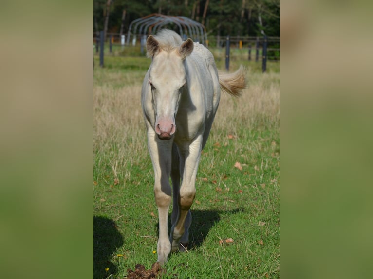 American Quarter Horse Hengst Fohlen (07/2025) 152 cm Perlino in Nordhorn