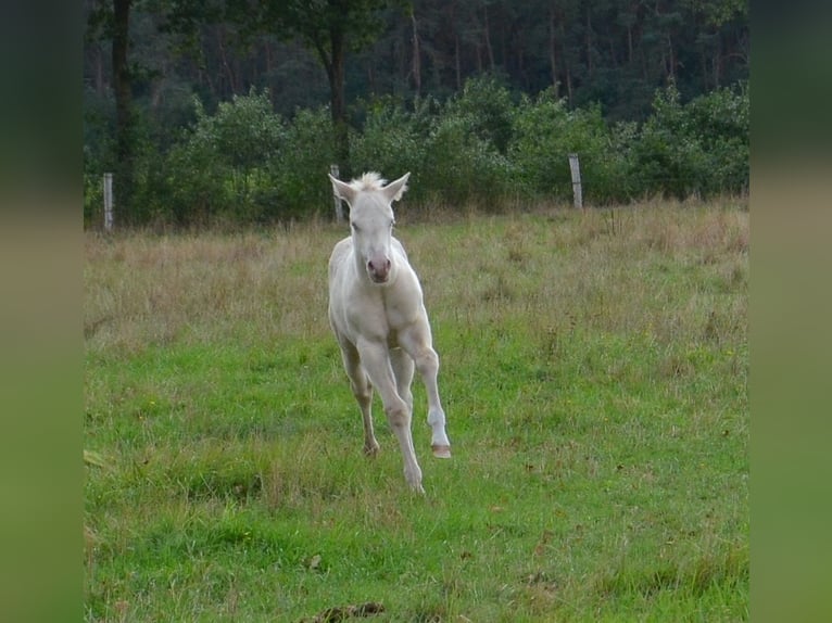 American Quarter Horse Hengst Fohlen (07/2025) 152 cm Perlino in Nordhorn