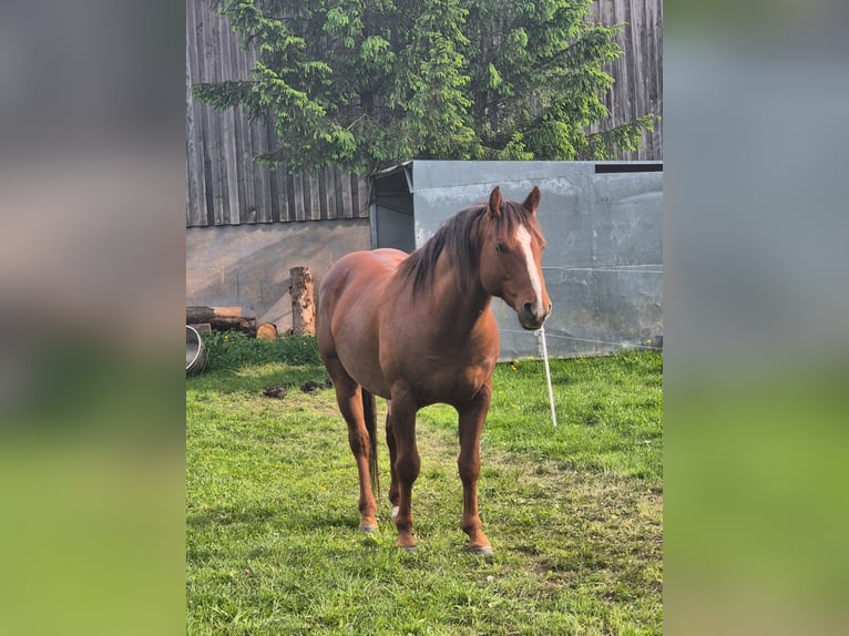 American Quarter Horse Hengst Fohlen (05/2025) 152 cm Rappe in M&#xFC;cke