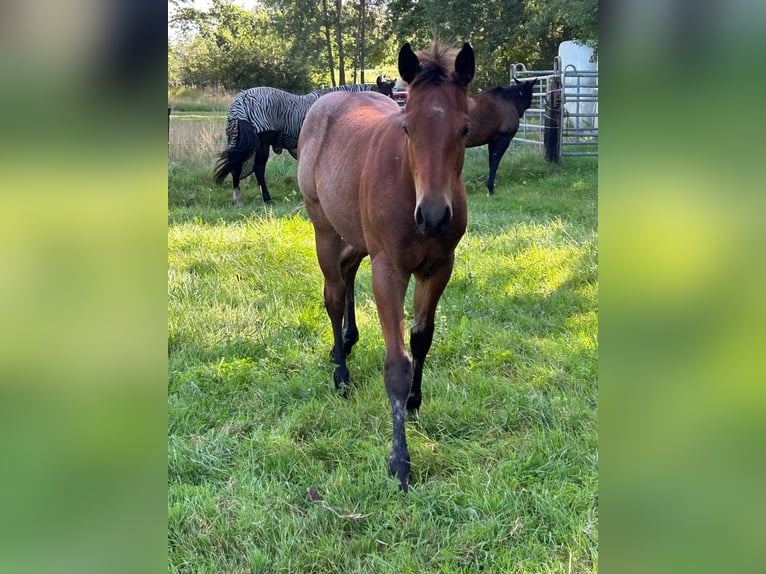 American Quarter Horse Hengst Fohlen (04/2025) 152 cm Roan-Bay in Neum&#xFC;nster