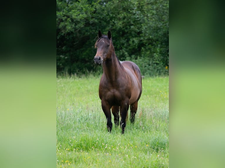 American Quarter Horse Hengst Fohlen (04/2025) 152 cm Roan-Bay in Neum&#xFC;nster