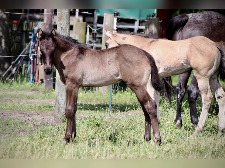 American Quarter Horse Hengst Fohlen (04/2024) 152 cm Roan-Blue in Falkensee