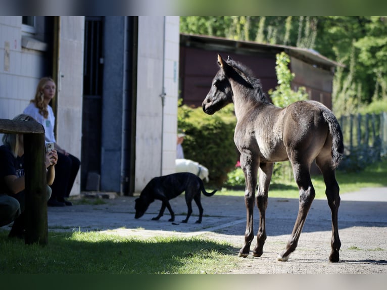 American Quarter Horse Hengst Fohlen (04/2024) 152 cm Roan-Blue in Falkensee