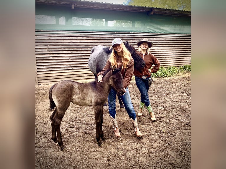 American Quarter Horse Hengst Fohlen (04/2024) 152 cm Roan-Blue in Falkensee