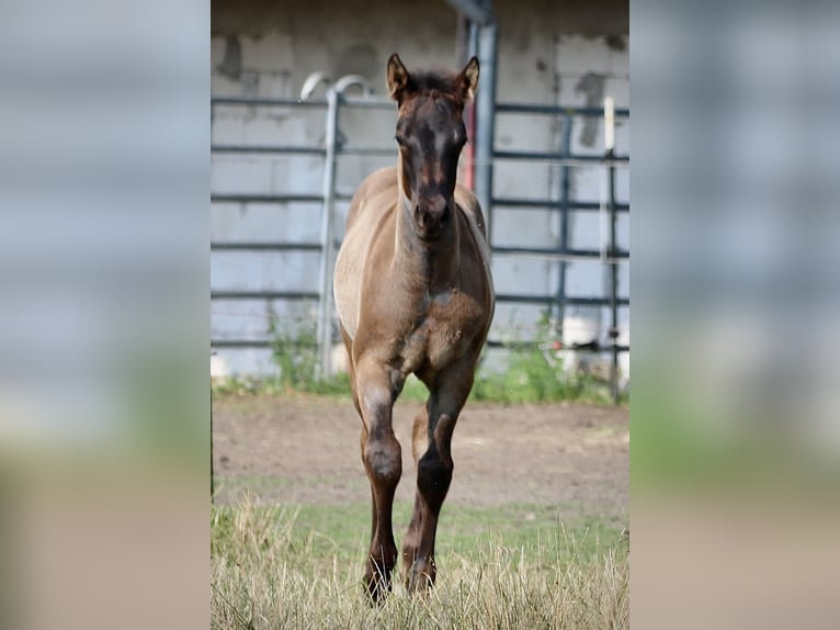 American Quarter Horse Hengst Fohlen (04/2024) 152 cm Roan-Blue in Falkensee