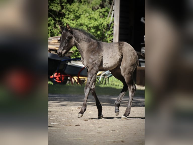 American Quarter Horse Hengst Fohlen (04/2024) 152 cm Roan-Blue in Falkensee