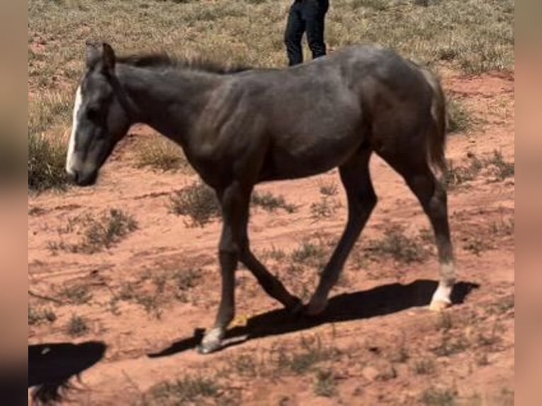 American Quarter Horse Hengst Fohlen (05/2024) 152 cm Schimmel in Chambers